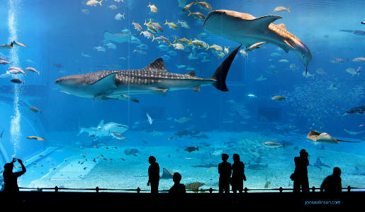 barcelonapoint aquarium