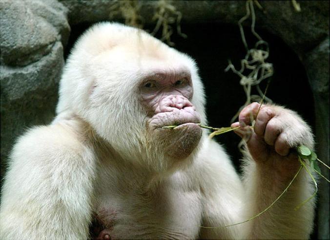 gal-albino-gorilla